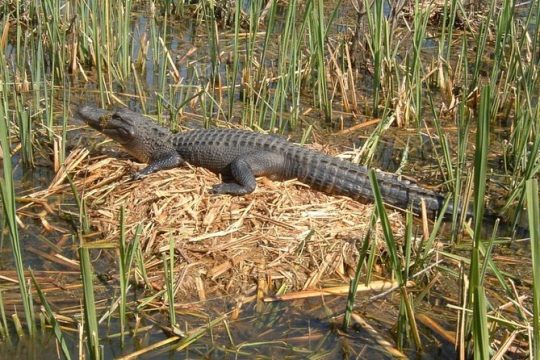 Honey Island Swamp Tour with Pickup from New Orleans