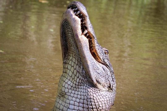 4-Hour Private Airboat Ride with Tranportation from New Orleans