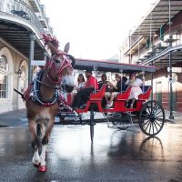 Horse Carriage Rides