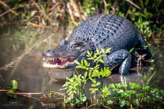 New Orleans Self-Transport Swamp and Bayou Boat Tour