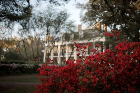 Explore Oak Alley Plantation Guided Tour with Transportation